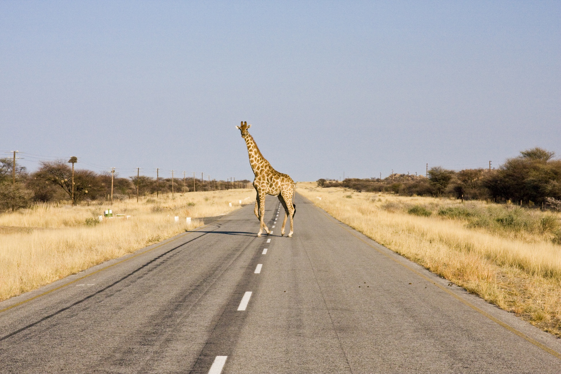 Road 40. Жираф на дороге. Жираф и джип. Жираф едет на машине. Road 38 Etosha.