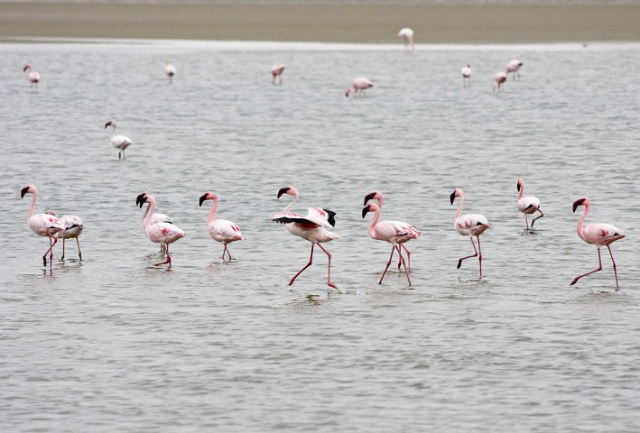 Flamingos in der Lagune vor Walvis Bay