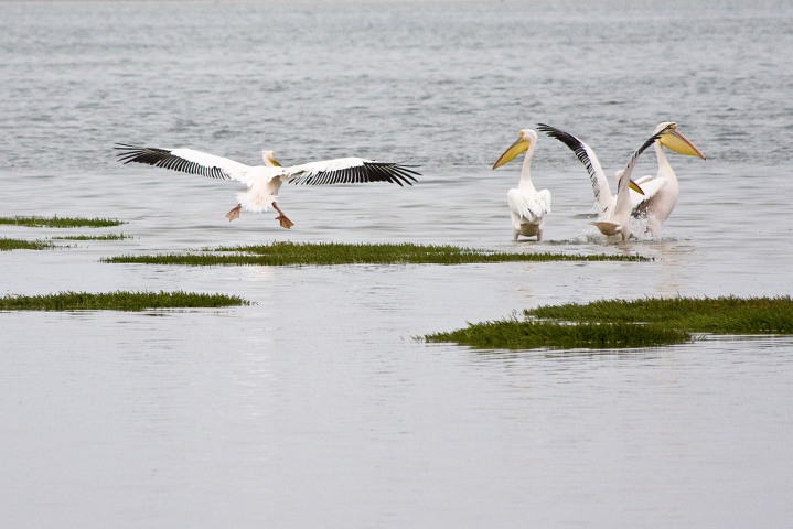 Pelikane: Beeindruckende Spannweite