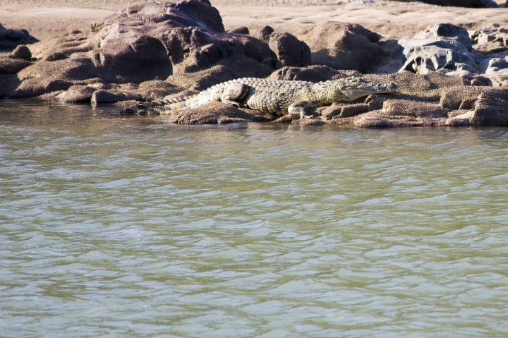 Krokodil auf der anderen Uferseite des Kunene