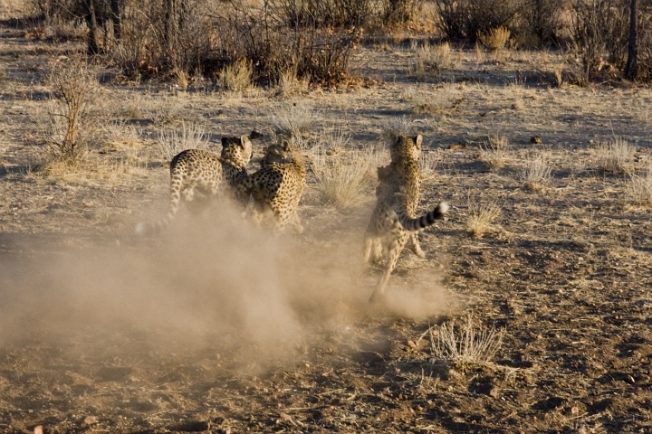 Cheetahs in Action