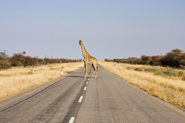 Giraffen auf der C40 zwischen Otjikondo und Outjo