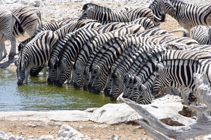 Zebras: Saufen in Reihe und Glied