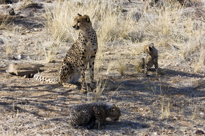 Gepardin mit 2 von 3 Nachkömmlingen